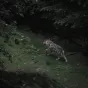 loup dans le Parc National du Mercantour, Saint-Martin-Vésubie, France - © Jp Valery via Unsplash