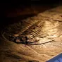 Un fossile de trilobite, un ancien type d'arthropode - CC BY SA 3.0 Smith609 via Wikimedia Commons (2017)