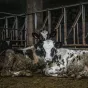 Photo de Jo-Anne McArthur sur Unsplash   Get