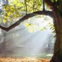 "Une ouverture étonnée à la réalité"©