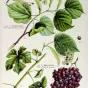 N° 98 Vigne rouge