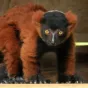 ©Bioparc - Un petit vari roux récemment né au bioparc