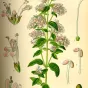 origan