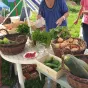 La ferme urbaine Quelibelle sur le quartier de Quéliverzan à Brest @ Christophe Pluchon, RCF 2023