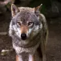 Loup