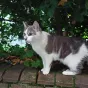 Pour trouver un candidat à adopter, rendez-vous sur la page Facebook de l'association.