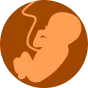Foetus