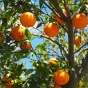 oranges © pixabay