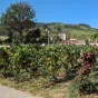 Les vignes du Clos Vitis de Saint-Lager