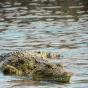 image d'illustration (crocodile) - © Ramon Buçard via Unsplash