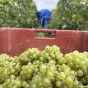 Vendanges 2023 à Saudoy - @ Christopher Fausten