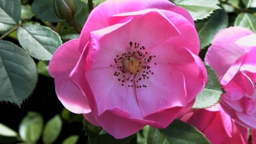 Fleur