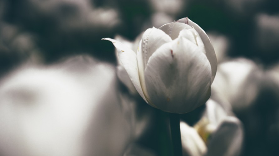 benny-jackson-UNSPLASH