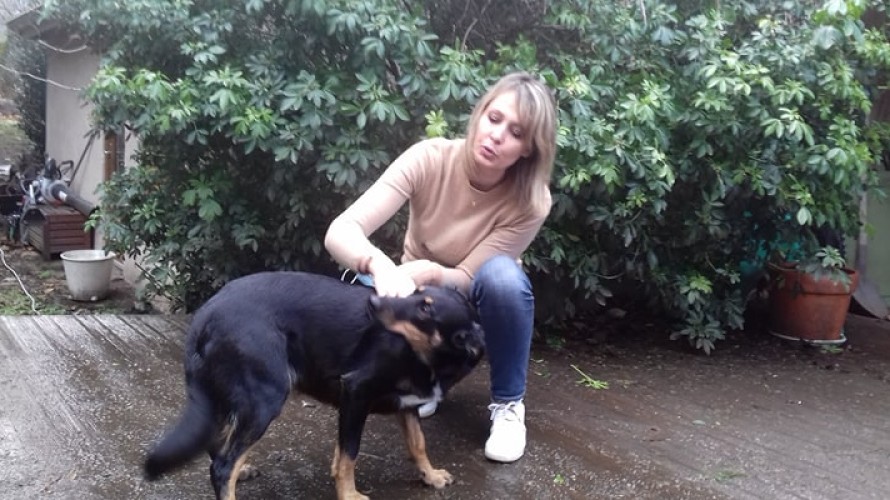 2021 - RCF Puy-de-Dôme - Valérie a adopté Dolce, une femelle Beauceron croisée berger qui a été maltraitée