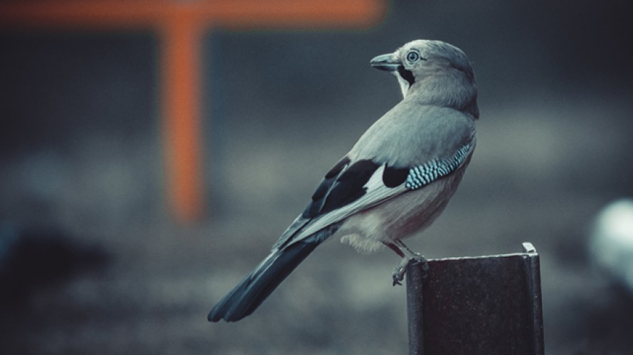 Vlad Kiselov / Unsplash - En France, nous avons perdu un tiers des oiseaux en 15 ans