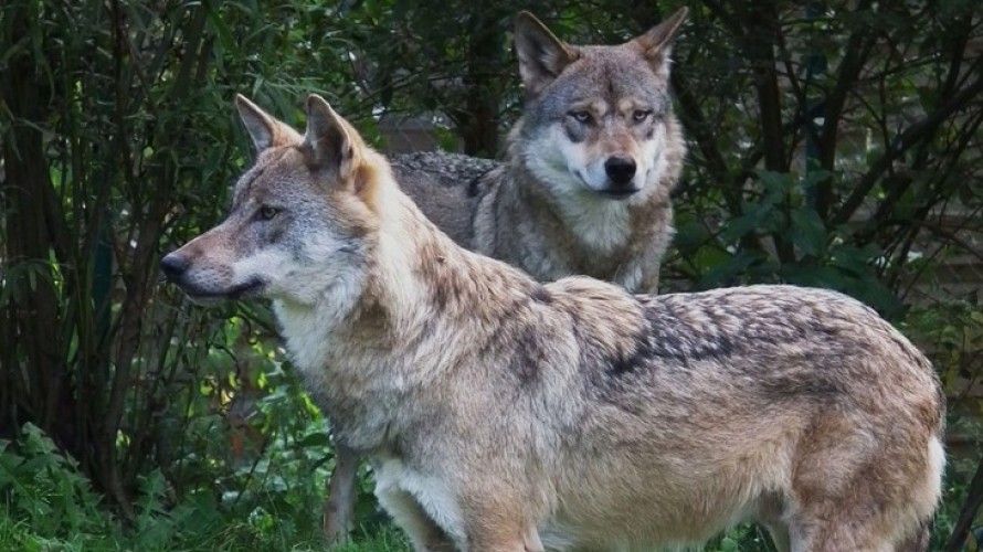 Loup gris commun au zoo de Worms, en Allemagne - Wikimedia Commons 