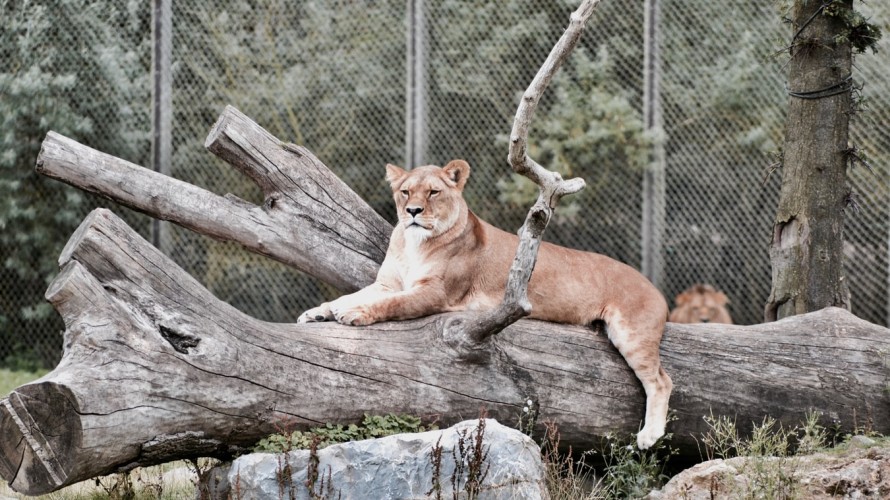 Illustration d'un zoo