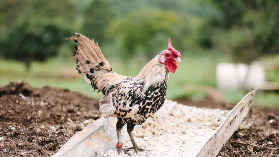 Chicken - Unsplash