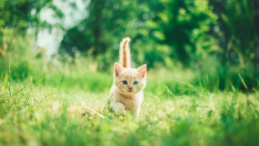 Les chatons font aussi partie des animaux de compagnie abandonnés en France chaque année. ©Photo d'Andriyko Podilnyk (Unsplash). 