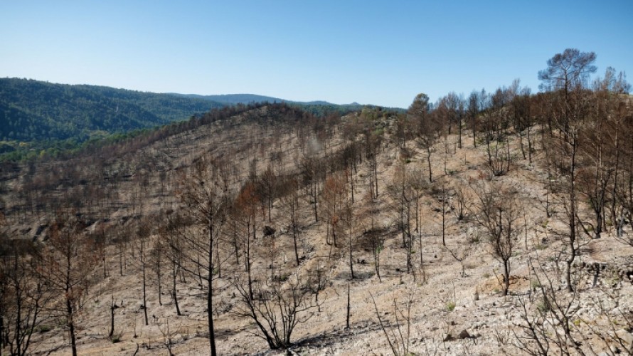 Forêt brûlée dans le massif des Maures