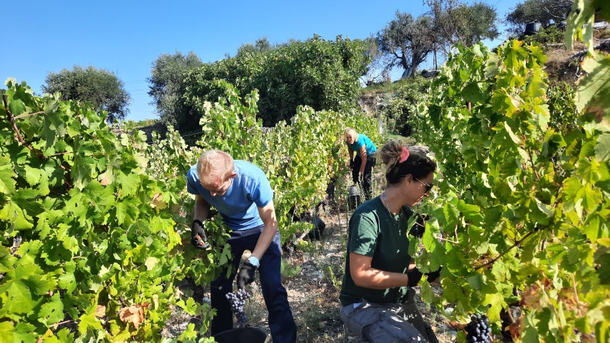 Les vendanges au Domaine de la Source à Nice - Photo RCF