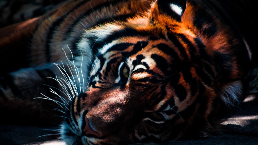 L'UICN classe le tigre du Bengale parmi les espèces les plus menacées au monde ©Unsplash