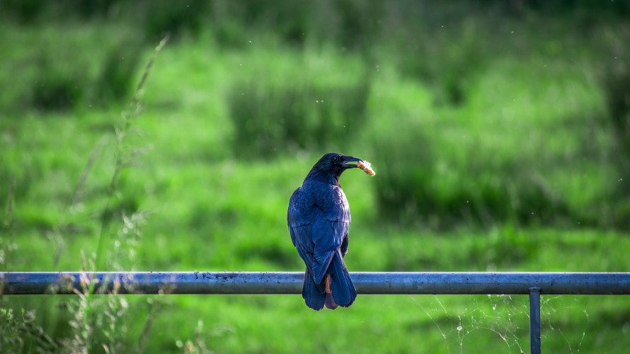 Image par khamkhor de Pixabay 