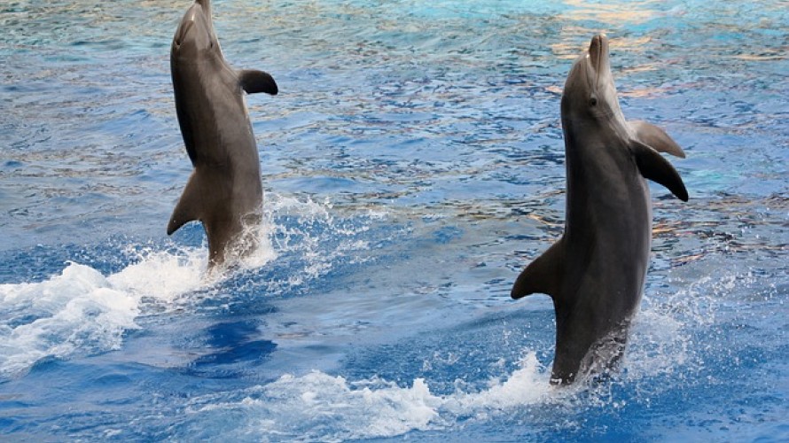 Spectacle de dauphins 