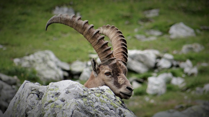 Les bouquetins du Bargy font l'objet d'une opposition frontale.