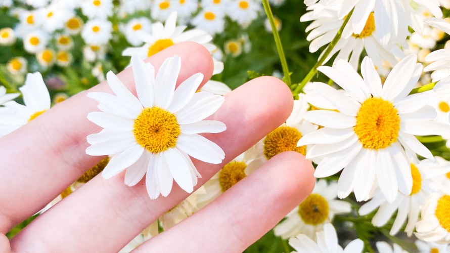 Photo d'illustration. Photo by <a href="https://unsplash.com/@anafrantz?utm_source=unsplash&utm_medium=referral&utm_content=creditCopyText">Ana Frantz</a> on <a href="https://unsplash.com/s/photos/fleurs?utm_source=unsplash&utm_medium=referral&utm_content=creditCopyText">Unsplash</a>   