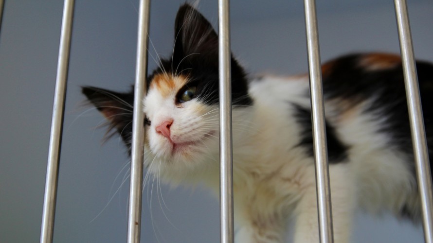 Photo d'illustration. Photo by <a href="https://unsplash.com/@ankumpan?utm_source=unsplash&utm_medium=referral&utm_content=creditCopyText">Anna Kumpan</a> on <a href="https://unsplash.com/s/photos/animal-shelter?utm_source=unsplash&utm_medium=referral&utm_content=creditCopyText">Unsplash</a>   