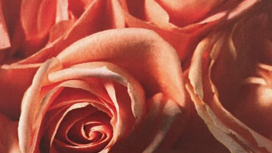 ©Photo Éclats de rose