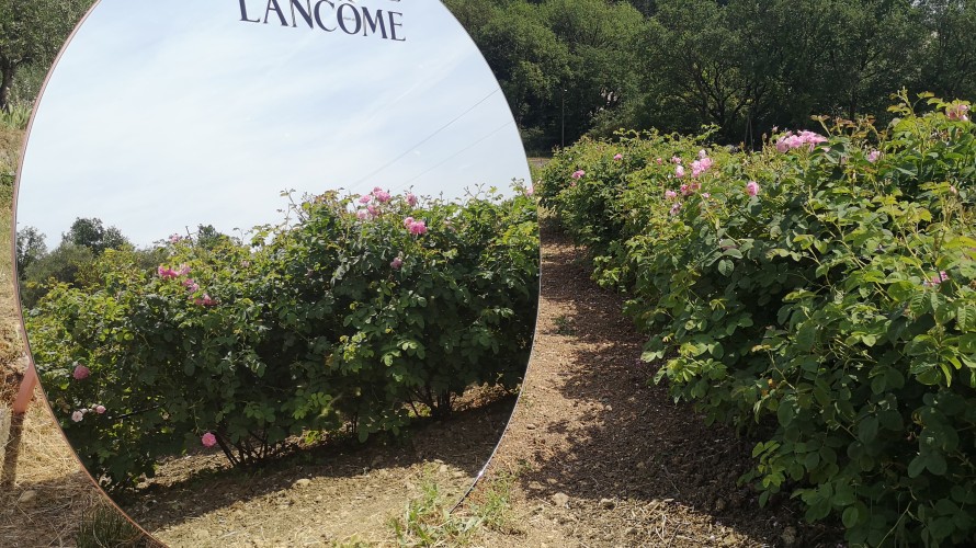 La domaine de la Rose abrite 163 espèces de plantes, dont des roses centifolia. Photo RCF