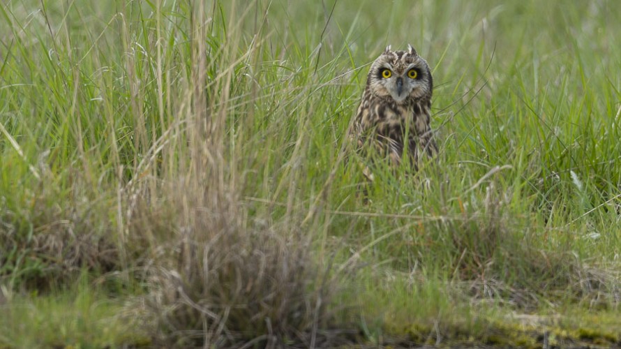 © R. Seitre / Aéro Biodiversité