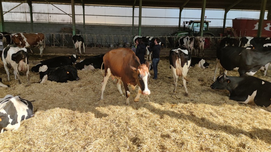 Au premier plan, cette vache a des difficultés à marcher, ce serait une conséquence des ondes émisses par l'antenne. ©Cédric Bonnefoy