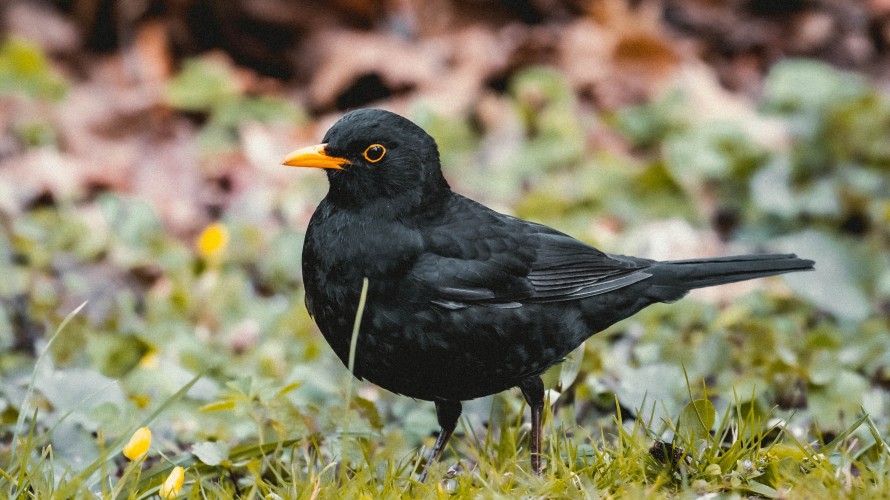 Photo d'illustration pour le merle noir. Photo by Niklas Hamann on Unsplash