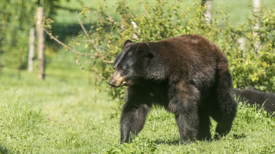 Le parc animalier de Sainte-Croix s'adapte aux fortes chaleurs (Photo : Parc Sainte-Croix)