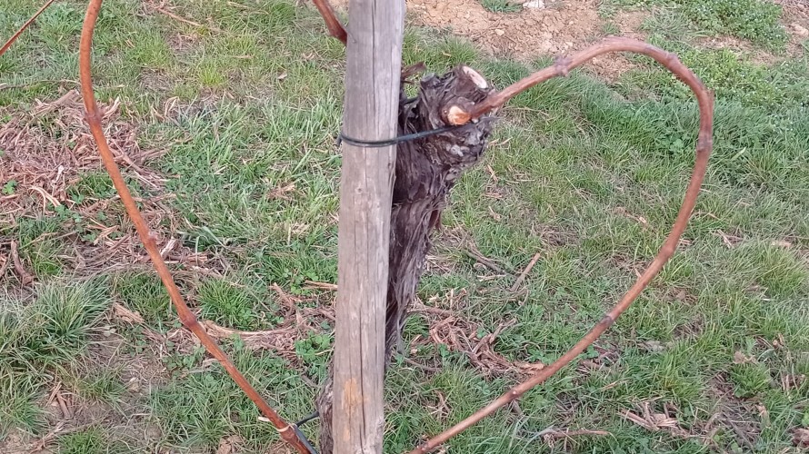 Le cœur dans la tradition chrétienne