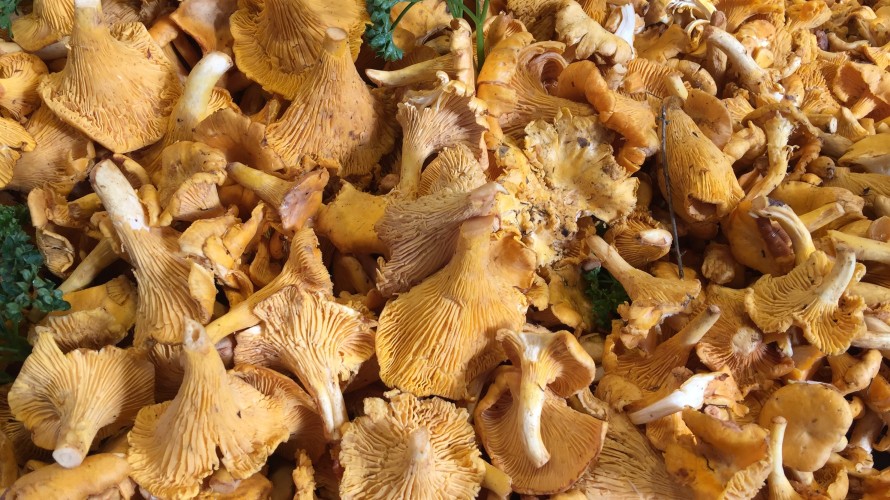 Des chanterelles - Photo by Jannet Serhan on Unsplash