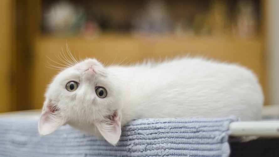  La France est championne d’Europe de l’abandon d’animaux domestiques.