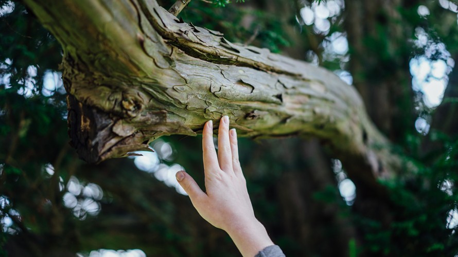 Pour se reconnecter à un arbre, nul besoin de l’enlacer, comme on le voit souvent dans les représentations... ©Unsplash