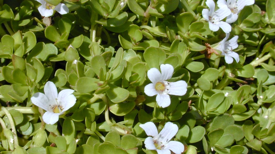 BACOPA © https://fr.wikipedia.org/wiki/Bacopa_monnieri#/media/Fichier:Starr_010818-0007_Bacopa_monnieri.jpg