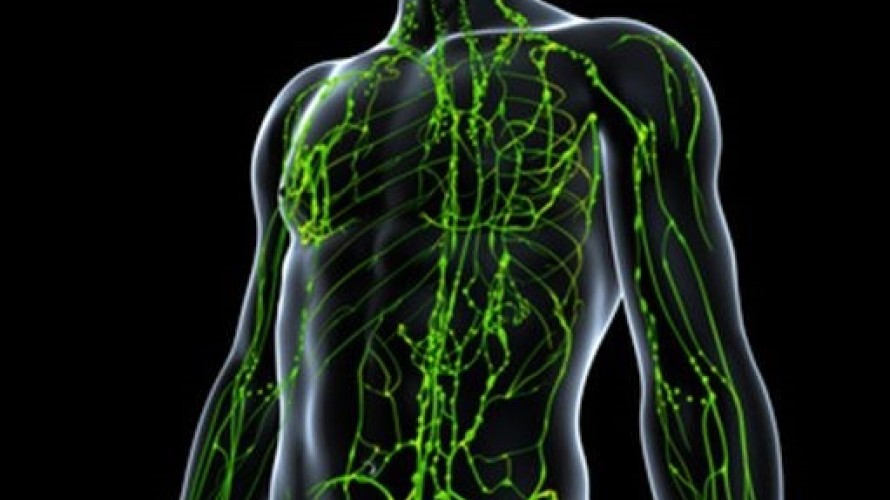 système lymphatique ©  https://www.docteurclic.com/faq/cancer-systeme-lymphatique-reponses-questions.aspx