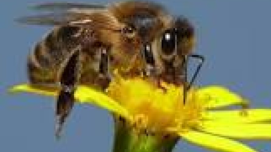 notre amie l'abeille