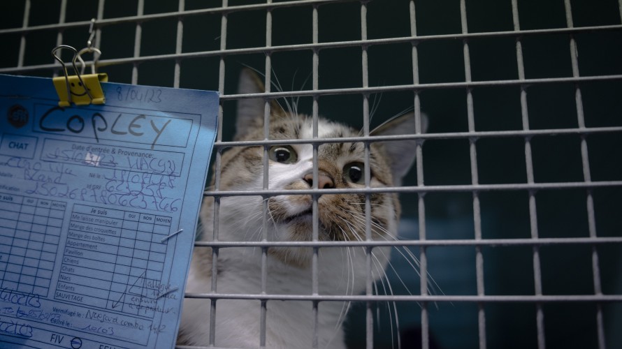 A l'approche de l'été, les abandons d'animaux se multiplient et les refuges sont pleins à craquer. Ici, un chat abandonné dans un refuge de la SPA, à Gennevilliers, en avril 2023. ©Antoine Wdo/Hans Lucas