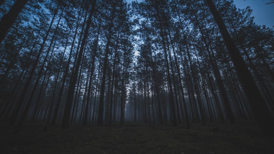 Toute la programmation du festival est à retrouver sur le site internet des Nuits des Forêts. Tous les événements sont gratuits, mais certains sont sur inscription. 