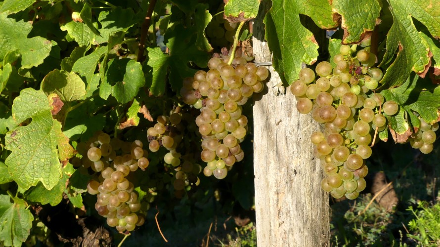 Des grappes de raisin à Montmélian ©Florian Pépellin