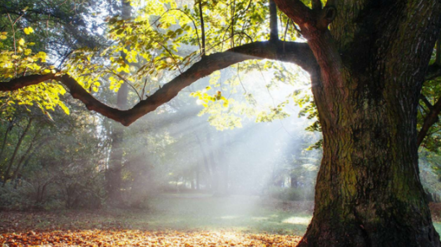 "Une ouverture étonnée à la réalité"©