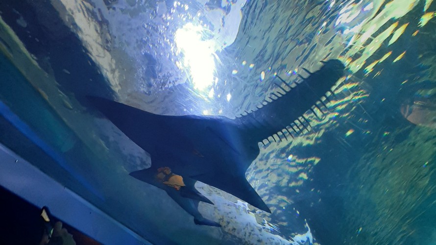 Le poisson-scie à Océanopolis à Brest. ©Julie Rolland