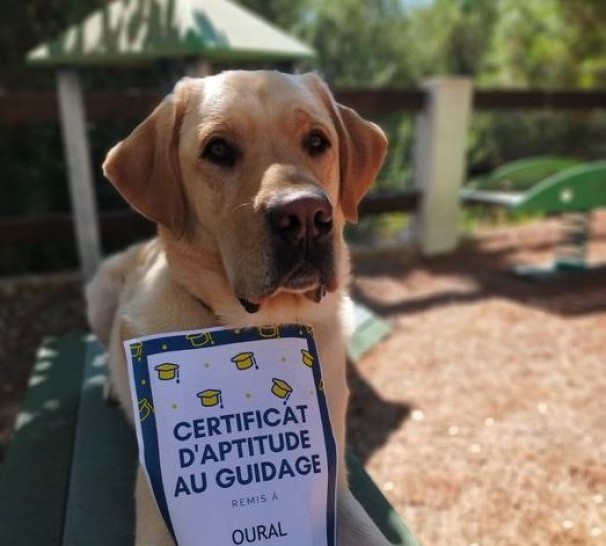 Oural à l'obtention de son certificat d'aptitude au guidage.  ©LesChiensGuides